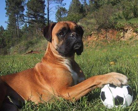 Boxer dog breed photo