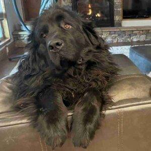 Purebred newfoundland dog for adoption in colorado springs co – supplies included – adopt brady
