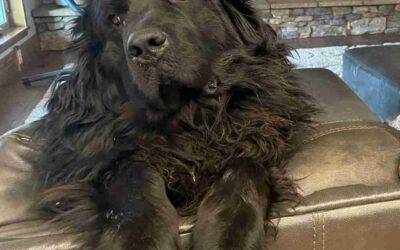 Purebred Newfoundland Dog For Adoption in Colorado Springs CO – Supplies Included – Adopt Brady