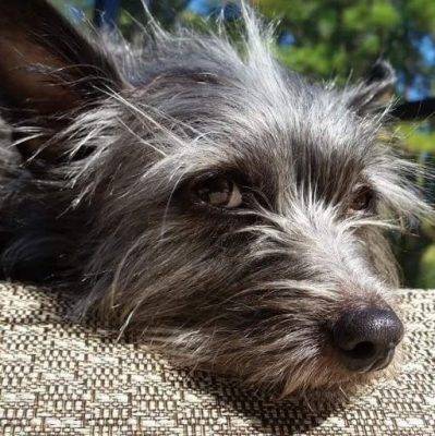 Brody - cairn terrier mix dog for adoption laguna niguel ca647