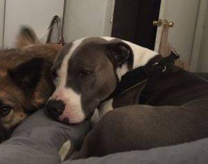 Bruno - american pitbull terrier adoption houston 2