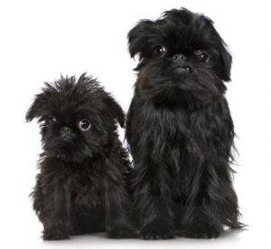 Brussels Griffon Rehoming
