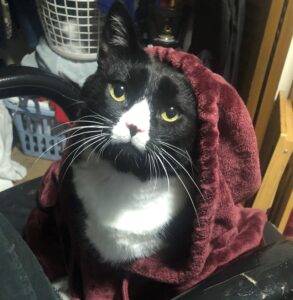 Adopt a black and white tuxedo cat in seattle wa – supplies included – meet bubba