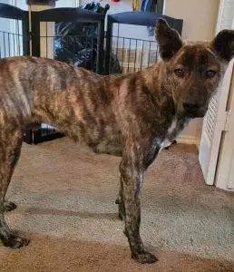 Dutch Shepherd Mix For Adoption in Dallas Texas