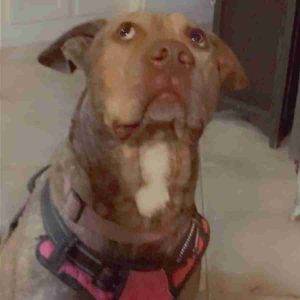 Pitbull Labrador Retriever Mix for Adoption Helotes San Antonio TX Adopt Bug