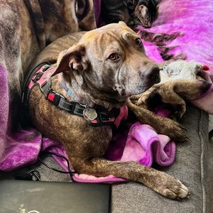 Pitbull Labrador Retriever Mix for Adoption Helotes San Antonio TX Adopt Bug