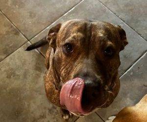 Affectionate Pitbull Labrador Retriever Mix For Adoption in Helotes (San Antonio) TX – Supplies Included – Adopt Bug