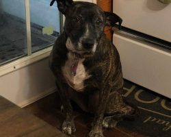 Bull terrier mix adoption cleveland oh