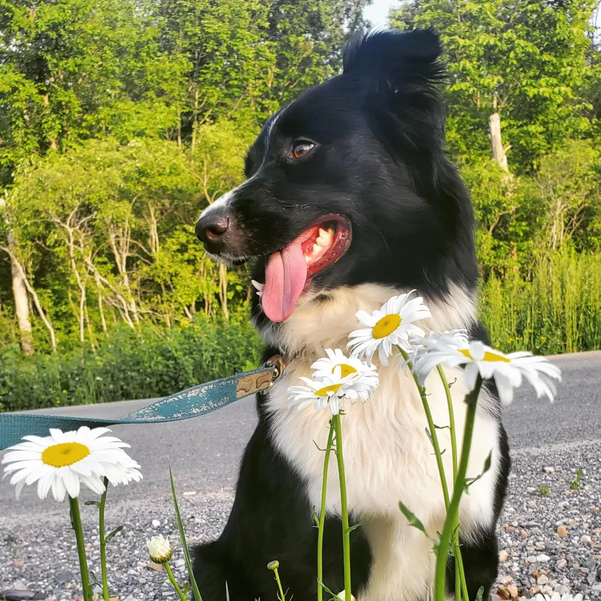 Amazing Border Collie Dog For Adoption in Antwerp New York – Meet Bunny