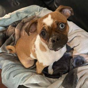 Adorable pug chiweenie mix for adoption in edmonton ab – supplies included – adopt burrito