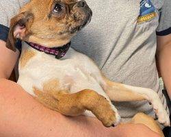 Pug chiweenie mix for adoption in edmonton ab adopt burrito