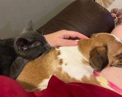 Pug chiweenie mix for adoption in edmonton ab adopt burrito