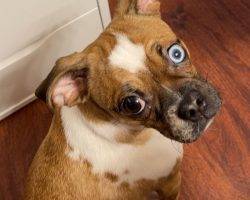 Pug chiweenie mix for adoption in edmonton ab adopt burrito