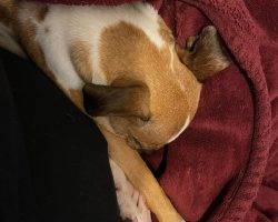 Pug chiweenie mix for adoption in edmonton ab adopt burrito