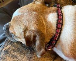 Pug chiweenie mix for adoption in edmonton ab adopt burrito