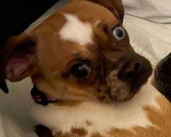 Pug chiweenie mix for adoption in edmonton ab adopt burrito