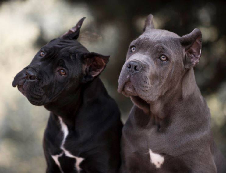 Cane corso dogs