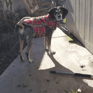 Handsome bluetick coonhound for adoption in manteca ca – supplies included – adopt cain