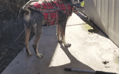Handsome Bluetick Coonhound For Adoption in Manteca CA – Supplies Included – Adopt Cain