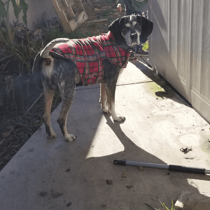 Handsome Bluetick Coonhound For Adoption in Manteca CA - Supplies Included - Adopt Cain