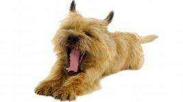 Cairn terrier adoption - adopt a cairn terrier