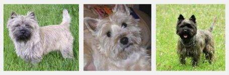 Cairn terrier dog breed