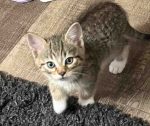 calico tabby kitten for adoption in edmonton
