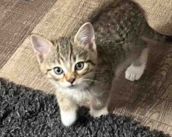 Calico Tabby Kitten For Adoption In Edmonton