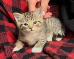 Calico Tabby Kitten For Adoption In Edmonton