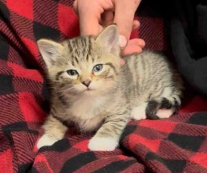 calico tabby kitten for adoption in edmonton