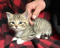 Calico Tabby Kitten For Adoption In Edmonton