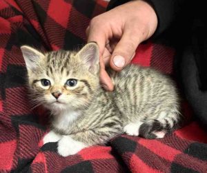calico tabby kitten for adoption in edmonton