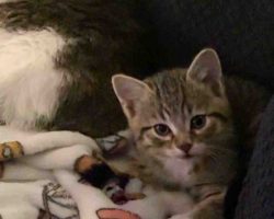 Calico Tabby Kitten For Adoption In Edmonton