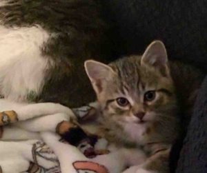 calico tabby kitten for adoption in edmonton