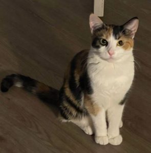 Callie calico cat for adoption in edmonton alberta 2
