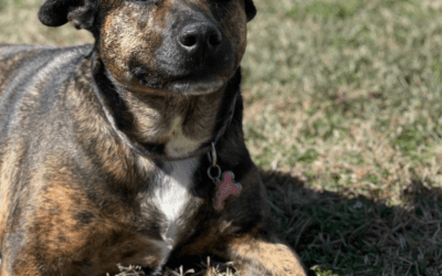 Brindle Dutch Shepherd Mix Dog For Adoption in League City TX – Supplies Included – Adopt Cami