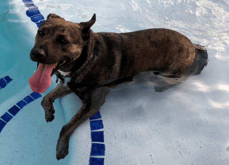 Gorgeous dutch shepherd mix for adoption in league city tx - supplies included - adopt cami
