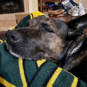 Brindle dutch shepherd mix dog for adoption in league city tx – supplies included – adopt cami
