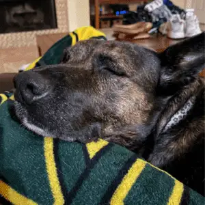 Gorgeous Shepherd Mix For Adoption in League City TX - Supplies Included - Adopt Cami
