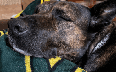 Brindle dutch shepherd mix dog for adoption in league city tx – supplies included – adopt cami
