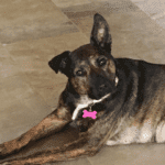 Gorgeous Shepherd Mix For Adoption In League City TX - Supplies Included - Adopt Cami