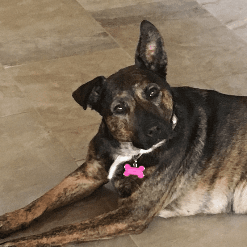 Gorgeous dutch shepherd mix for adoption in league city tx - supplies included - adopt cami
