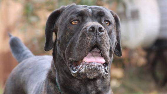 Cane Corso Dog Breed Information Guide