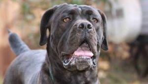 Cane Corso Dog Breed Photo Find cane corso dogs and puppies for adoption by owner throughout the usa and canada on pet net.