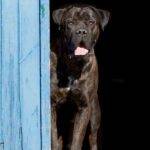 Cane Corso (Italian Mastiff) Dog Photo
