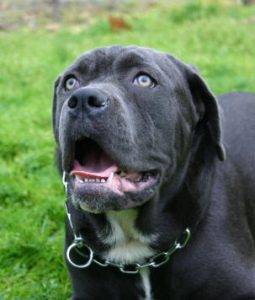 Cane corso dog