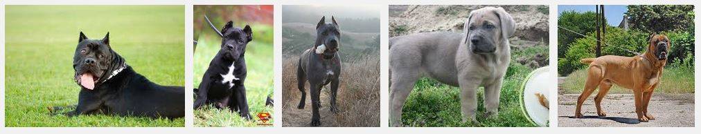 Cane corso dog breed