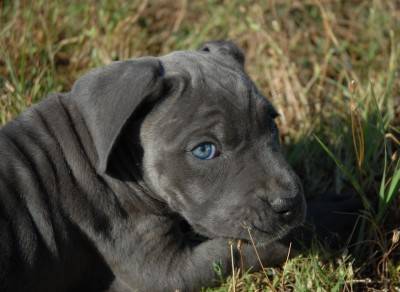 Cane corso dog breed information guide