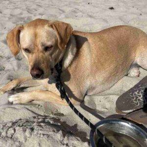 Obedience trained yellow labrador retriever mix dog for adoption in san diego ca – supplies included – adopt captain