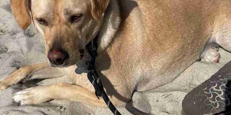 Obedience Trained Yellow Labrador Retriever Mix Dog For Adoption In San Diego CA – Supplies Included – Adopt Captain